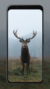 Deer Wallpapers screenshot 1