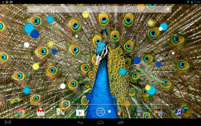 Birds Peacock LWP Free screenshot 2