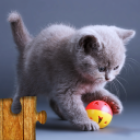 Игра Коты - Головоломка для детей и взрослых 😺🧩