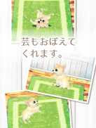 癒しの子犬育成ゲーム〜チワワ編〜 screenshot 7