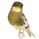 Birds Manager Icon