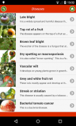 Tomato: from "A" to "Z" screenshot 5