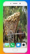 Bullock Cart Wallpaper Full HD screenshot 4