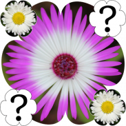 Flowers Memory Game screenshot 0