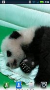可爱的大熊猫生活壁纸 screenshot 6