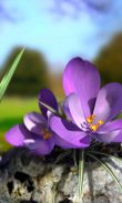 Nature Live ❁ Spring Flowers 3D screenshot 0