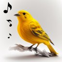 Kuş Şarkısı Sesi Icon