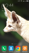 Fennec fox Wallpapers screenshot 7