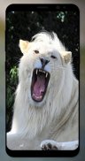 White Lion Wallpaper HD screenshot 3