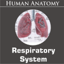 Respiratory System