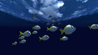 Fish Schooling VR screenshot 2
