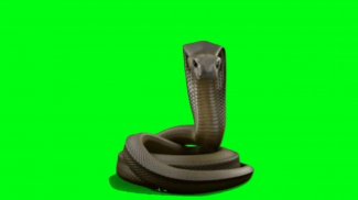 VFX Snakes Effect - Snake Green Screen Videos screenshot 3