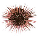 Sea urchins Icon