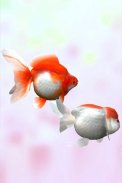 Gold Fish 3D free LWP screenshot 3