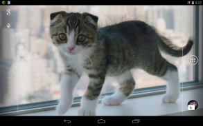 Scottish Fold Cat LWP screenshot 3