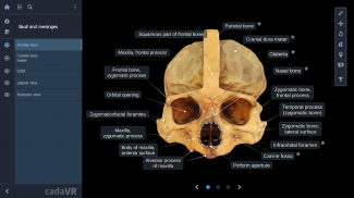 cadaVR anatomy screenshot 1