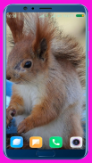 Squirrel HD Wallpaper screenshot 6