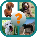 Best Dog Breeds Quiz