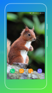 Squirrel Wallpaper screenshot 15