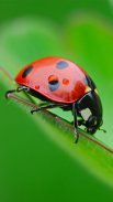 Ladybug Live Wallpaper screenshot 6