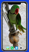 Parrot Wallpaper HD screenshot 7