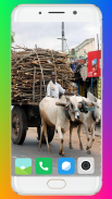 Bullock Cart Wallpaper Full HD screenshot 15