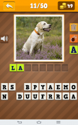 Dog Breeds Quiz screenshot 4