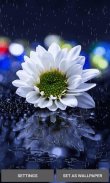 Rainy White Flower LWP screenshot 0