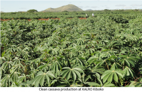 KALRO New Cassava Varieties screenshot 2