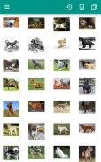 Dog Breeds (quiz) screenshot 9