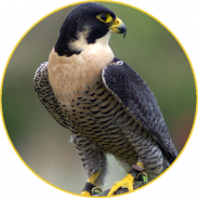 Peregrine Falcon (Animal) sounds screenshot 3