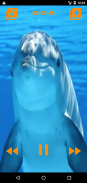 Dolphins songs to sleep screenshot 17