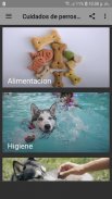 Cuidados de perros Husky screenshot 4