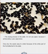 Make Dragon Fruit Seeds from Seeds screenshot 2