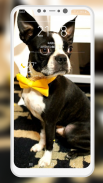 Boston Terrier Wallpaper screenshot 0