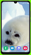 Harp Seal Wallpaper HD screenshot 1