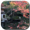 Koi Pond Video Live Wallpaper Icon