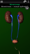 Внутренние органы в 3D (анатомия) screenshot 2
