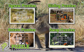 Free Africa Animal Puzzle Game screenshot 2