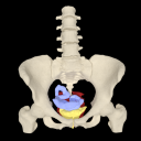 myProlapse: Anatomy of Post-Hysterectomy Prolapse