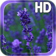 Lavender Flowers LWP screenshot 3