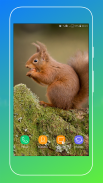 Squirrel Wallpaper screenshot 13