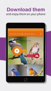 Bird sounds. Nice songs. screenshot 1