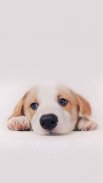 Dog wallpapers - Puppy, Pomeranian Wallpapers screenshot 2