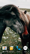 Cavalos Vídeo Papel De Parede screenshot 6