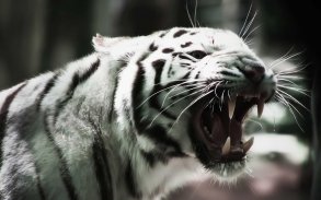 Tiger Wallpapers & Screensavers screenshot 3
