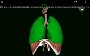 Internal Organs in 3D (Anatomy) screenshot 12