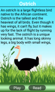 A-Z Animals Book screenshot 5