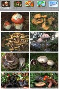 Cerca Funghi screenshot 2