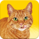 Friskies® Call Your Cat Icon